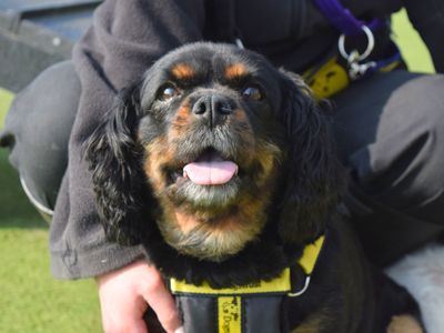Ruby | Spaniel (Cavalier King Charles) Cross | Harefield West London - 3