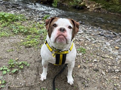 Zero | Bulldog | Ilfracombe - 2