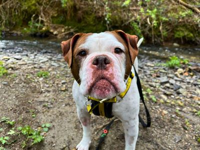 Zee | Bulldog | Manchester - 5