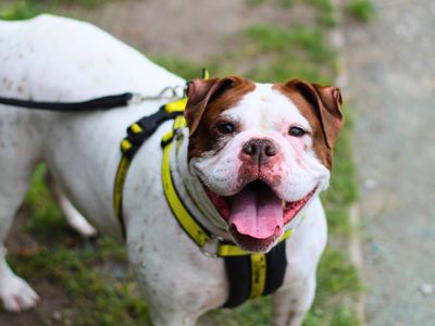 Zee | Bulldog | Manchester - 3