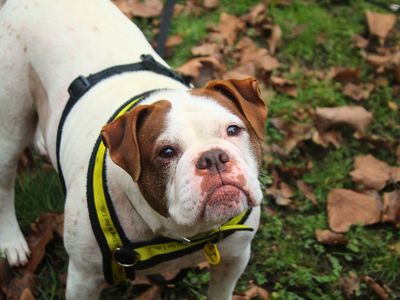 Zee | Bulldog | Manchester - 2