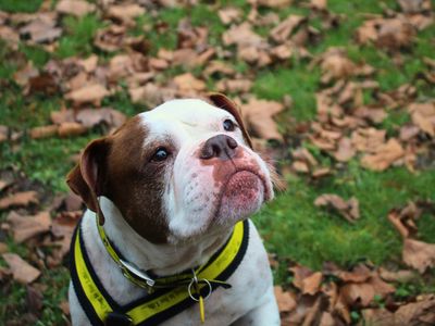 Zee | Bulldog | Manchester - 5