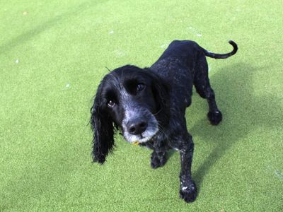 Diesel | Spaniel (Cocker) | Evesham (Worcestershire) - 3