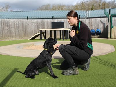Diesel | Spaniel (Cocker) | Evesham (Worcestershire) - 5