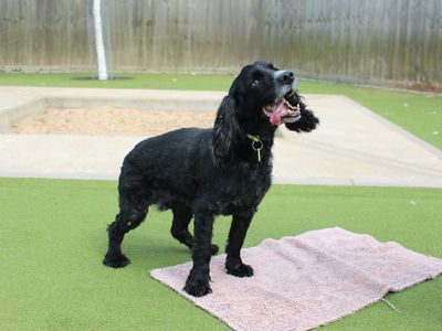 Diesel | Spaniel (Cocker) | Evesham (Worcestershire) - 3