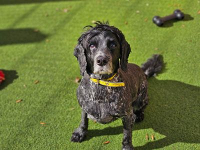 Diesel | Spaniel (Cocker) | Evesham (Worcestershire) - 3