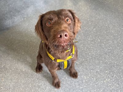 Hugo | Retriever (Labrador) Cross | Basildon (Essex) - 2