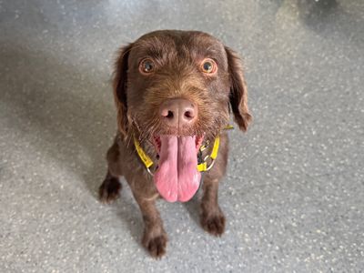 Hugo | Retriever (Labrador) Cross | Basildon (Essex) - 3