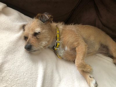 Angel | Terrier (Jack Russell) Cross | Basildon (Essex) - 3