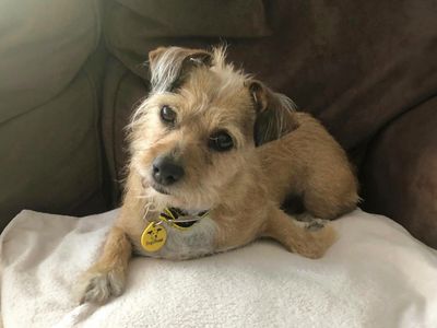 Angel | Terrier (Jack Russell) Cross | Basildon (Essex) - 2
