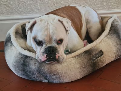 Vinnie | Bulldog Cross | Shrewsbury (Shropshire) - 2