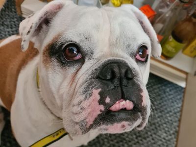 Vinnie | Bulldog Cross | Shrewsbury (Shropshire) - 3