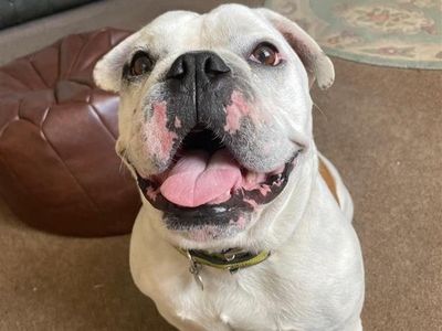 Vinnie | Bulldog Cross | Shrewsbury (Shropshire) - 3