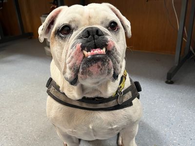 Vinnie | Bulldog Cross | Shrewsbury (Shropshire) - 5
