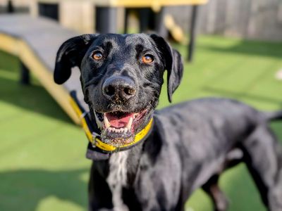 Cody | Lurcher Cross | Cardiff - 5