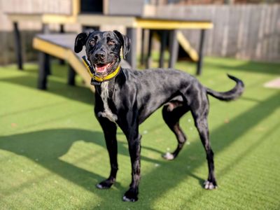 Cody | Lurcher Cross | Cardiff - 3