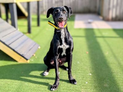 Cody | Lurcher Cross | Cardiff - 5