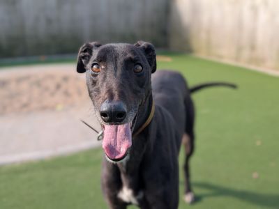 Oliver | Greyhound | Darlington - 3