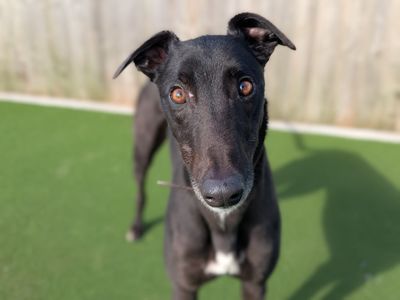 Oliver | Greyhound | Darlington - 5