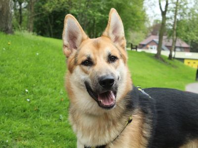 Delilah | German Shepherd Dog | Evesham (Worcestershire) - 2