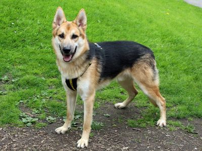 Delilah | German Shepherd Dog | Evesham (Worcestershire) - 3