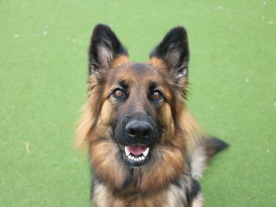 Wendy | German Shepherd Dog | Merseyside (Liverpool) - 2
