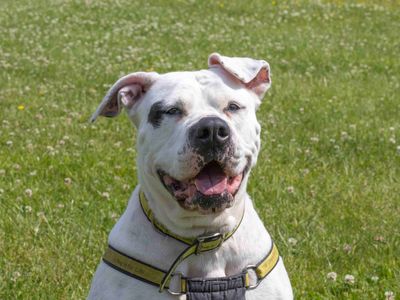 Disney | American Bulldog | Loughborough - 5
