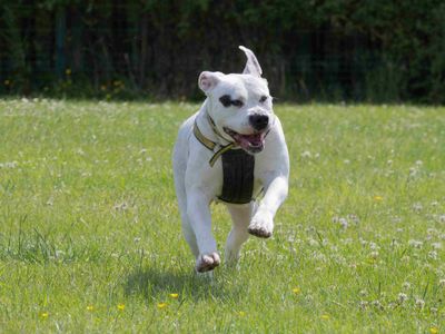 Disney | American Bulldog | Loughborough - 3