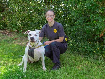 Disney | American Bulldog | Loughborough - 3