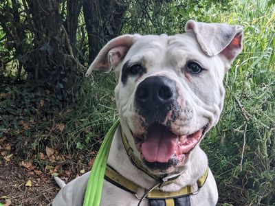 Disney | American Bulldog | Loughborough - 5