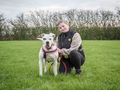Disney | American Bulldog | Loughborough - 5