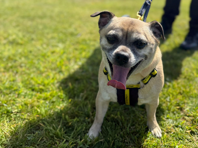 Freddie | French Bulldog Cross | Shrewsbury (Shropshire) - 1