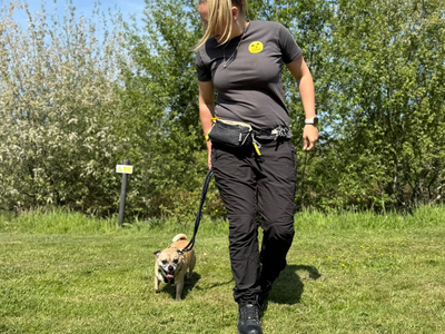 Freddie | French Bulldog Cross | Shrewsbury (Shropshire) - 3