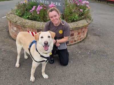 Pepe | Retriever (Labrador) Cross | Shrewsbury (Shropshire) - 5