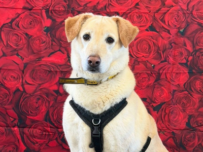 Pepe | Retriever (Labrador) Cross | Shrewsbury (Shropshire) - 3