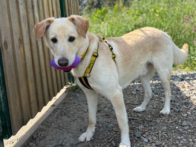 Pepe | Retriever (Labrador) Cross | Shrewsbury (Shropshire) - 5
