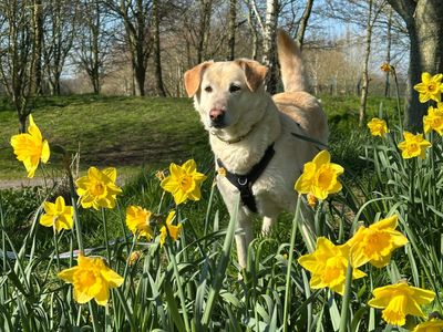 Pepe | Retriever (Labrador) Cross | Shrewsbury (Shropshire) - 3