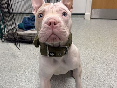 Piglet | French Bulldog Cross | Loughborough - 2