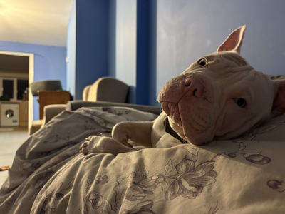 Piglet | French Bulldog Cross | Loughborough - 3