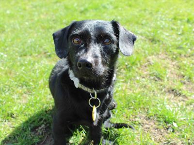 Fynn | Dachshund (Smooth Haired) Cross | Newbury (Berkshire) - 5