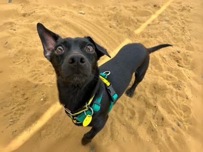Holly | Dachshund (Miniature Smooth Haired) Cross | Salisbury (Wiltshire) - 3