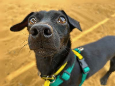 Holly | Dachshund (Miniature Smooth Haired) Cross | Salisbury (Wiltshire) - 5