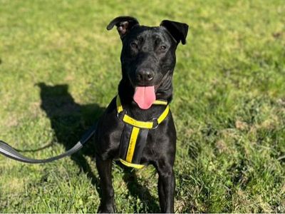 Loki | Crossbreed | Shrewsbury (Shropshire) - 2