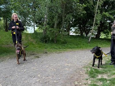 Rocky | Terrier (Staffordshire Bull) Cross | Shrewsbury (Shropshire) - 3