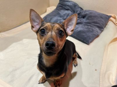 Rosalie | Terrier (Jack Russell) Cross | Cardiff - 3