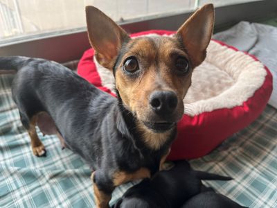 Rosalie | Terrier (Jack Russell) Cross | Cardiff - 2