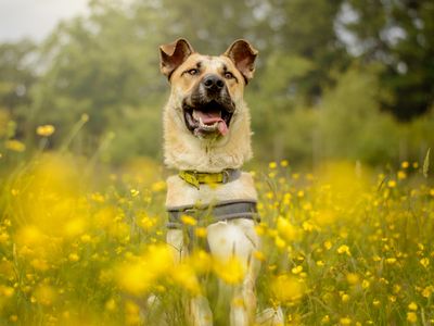 Duke | Crossbreed | Kenilworth (West Midlands) - 5