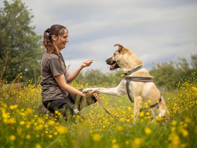 Duke | Crossbreed | Kenilworth (West Midlands) - 3