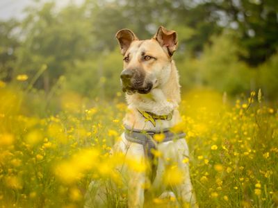 Duke | Crossbreed | Kenilworth (West Midlands) - 5