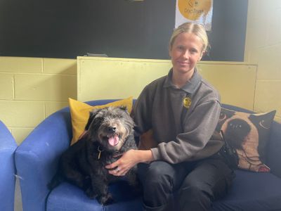 Lachie | Terrier (Patterdale) | West Calder (Edinburgh) - 2